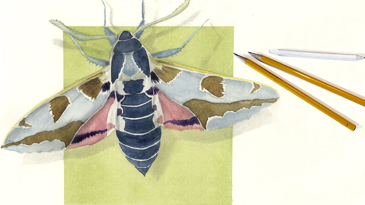 Bleistiftzeichnung kolorieren, Aquarellfarben, Aquarell, zeichnen lernen, Zeichenkurs in der nähe, zeichnen mit Bleistift, Bremgarten Ag, Artakademie