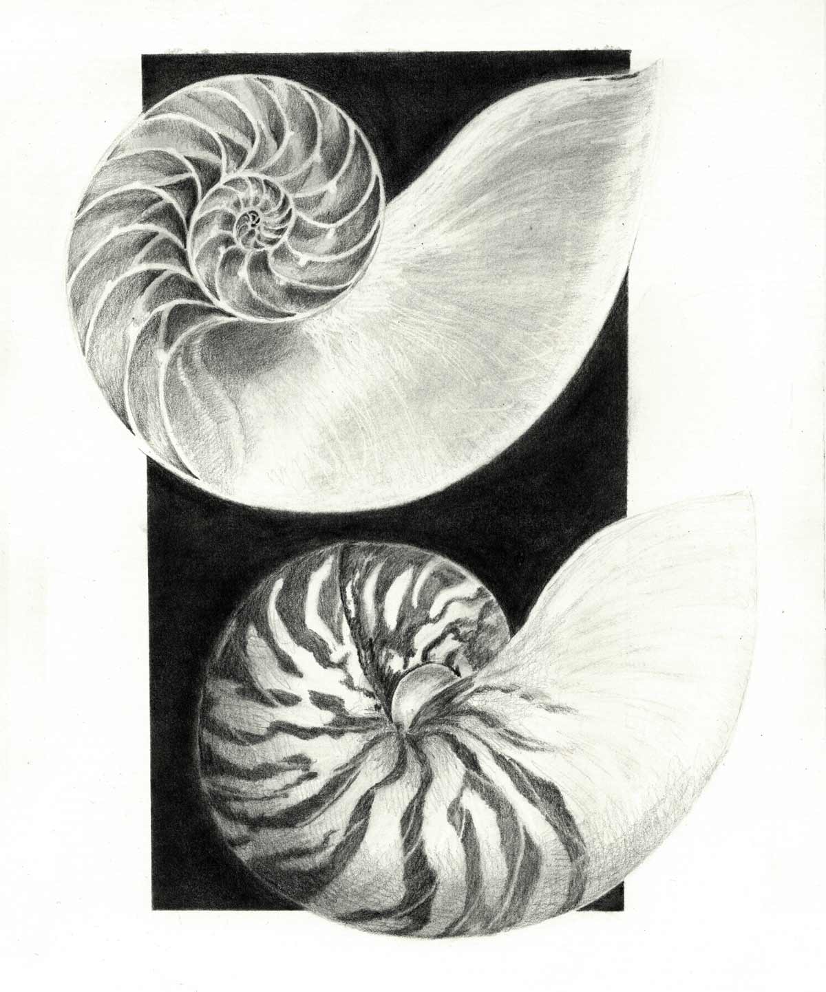 Nautilus-Gehäuse-lo zeichnen lernen, Zeichenkurs in der nähe, zeichnen mit Bleistift, Bremgarten Ag, Art-akademie Susanne Brem,