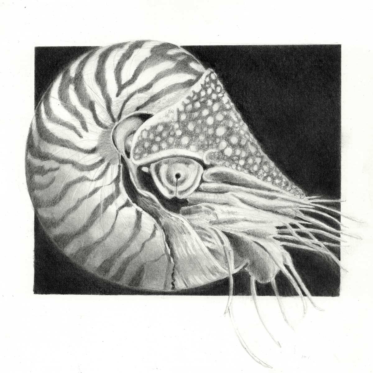 Nautilus-Q-lo zeichnen lernen, Zeichenkurs in der nähe, zeichnen mit Bleistift, Bremgarten Ag, Art-akademie Susanne Brem,