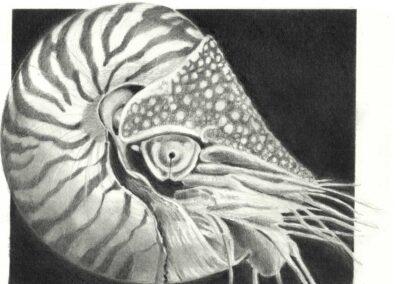 Nautilus