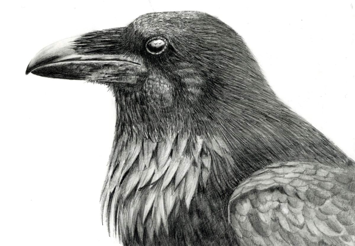 zeichnen lernen, Zeichenkurs in der nähe, zeichnen mit Bleistift, Bremgarten Ag, Art-akademie Susanne Brem,